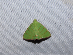 Eulepidotis viridissima