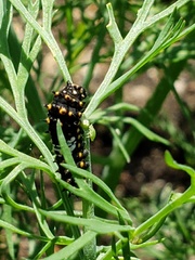 Papilio polyxenes
