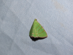 Eulepidotis viridissima