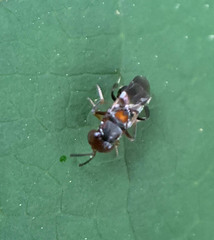 Encyrtus aurantii