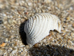 Irusella lamellifera