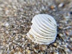 Irusella lamellifera