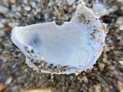 Irusella lamellifera