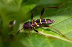 Neoclytus acuminatus