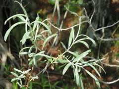 Salix candida