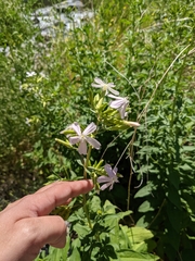 Saponaria