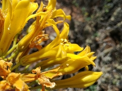 Tylecodon cacalioides