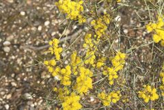 Acacia williamsonii