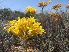 Tylecodon cacalioides