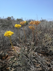Tylecodon cacalioides
