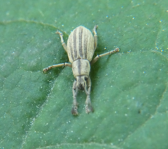 Aphrastus taeniatus