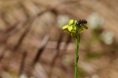Lasioglossum sisymbrii