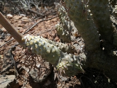 Tylecodon cacalioides