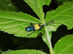 Desmocerus palliatus