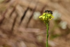Lasioglossum sisymbrii
