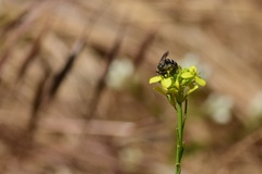 Lasioglossum sisymbrii