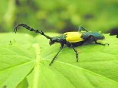 Desmocerus palliatus