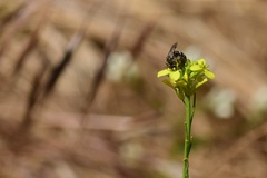 Lasioglossum sisymbrii