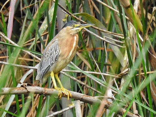Airone striato (Butorides striata)