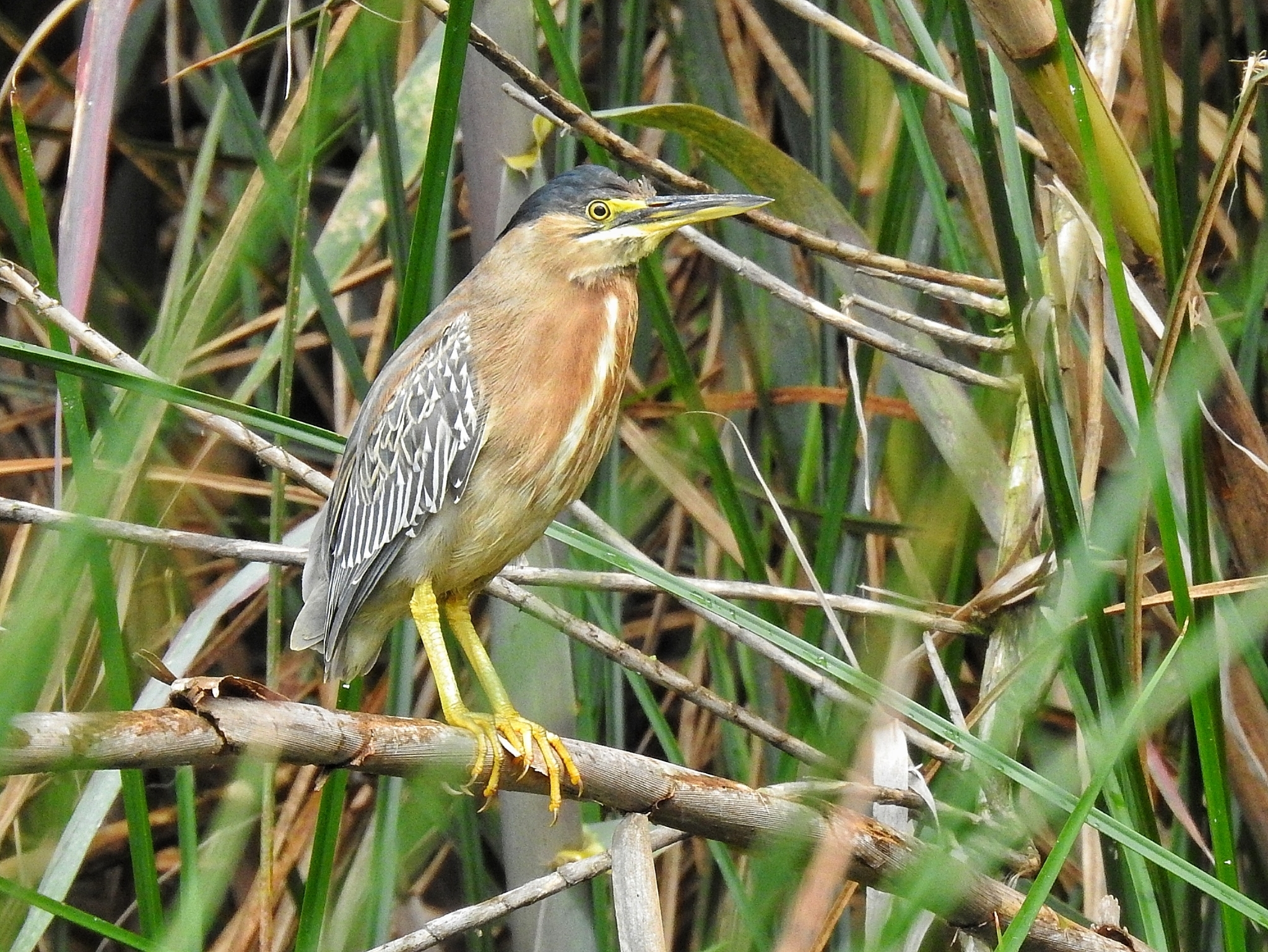 Striated Heron (Butorides striata)