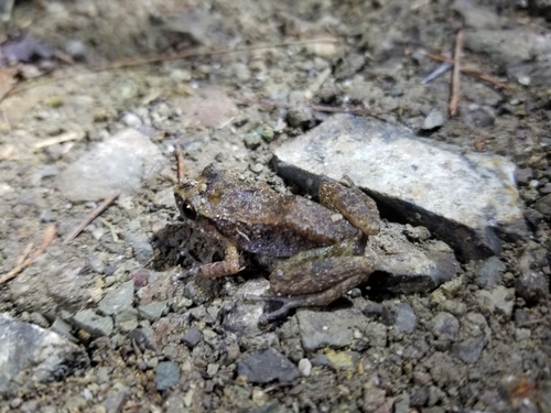 Abbott's Robber Frog, Eleutherodactylus abbotti