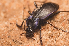 Carabus sylvosus