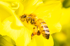 Apis mellifera