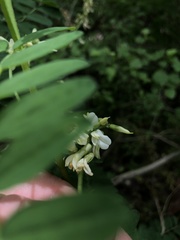 Astragalus neglectus