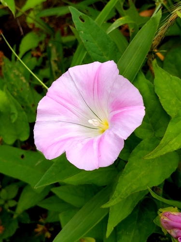 Image of Calystegia pubescens by (c) MUNENORI YAMAKAWA, some rights reserved (CC BY)