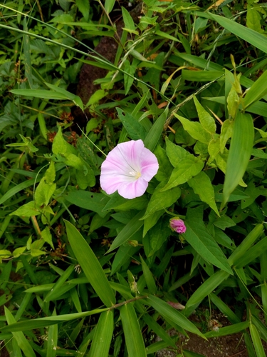 Image of Calystegia pubescens by (c) MUNENORI YAMAKAWA, some rights reserved (CC BY)