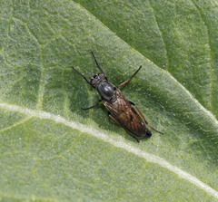 Ozodiceromyia nigrimana