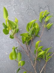 Ficus benjamina benjamina