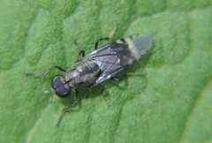 Euryneura