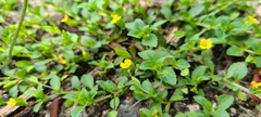Mecardonia procumbens