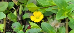 Mecardonia procumbens