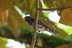 Sporophila schistacea