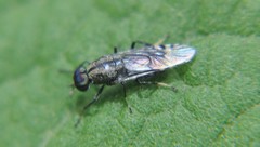 Euryneura