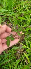 Oxalis barrelieri