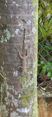 Anolis cristatellus