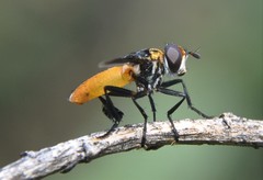 Trichopoda elongata