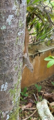 Anolis cristatellus