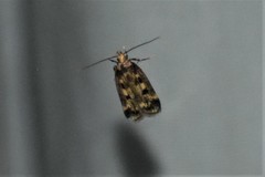 Martyringa latipennis