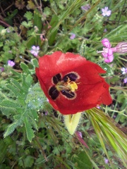 Glaucium corniculatum