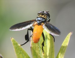 Trichopoda elongata