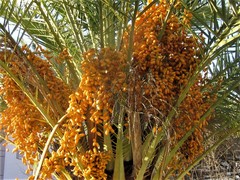 Phoenix canariensis