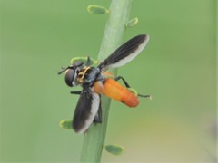 Trichopoda elongata