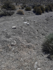 Callisaurus draconoides