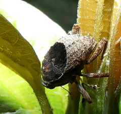 Eubulus triangularis