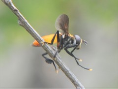 Trichopoda elongata