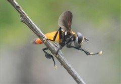 Trichopoda elongata